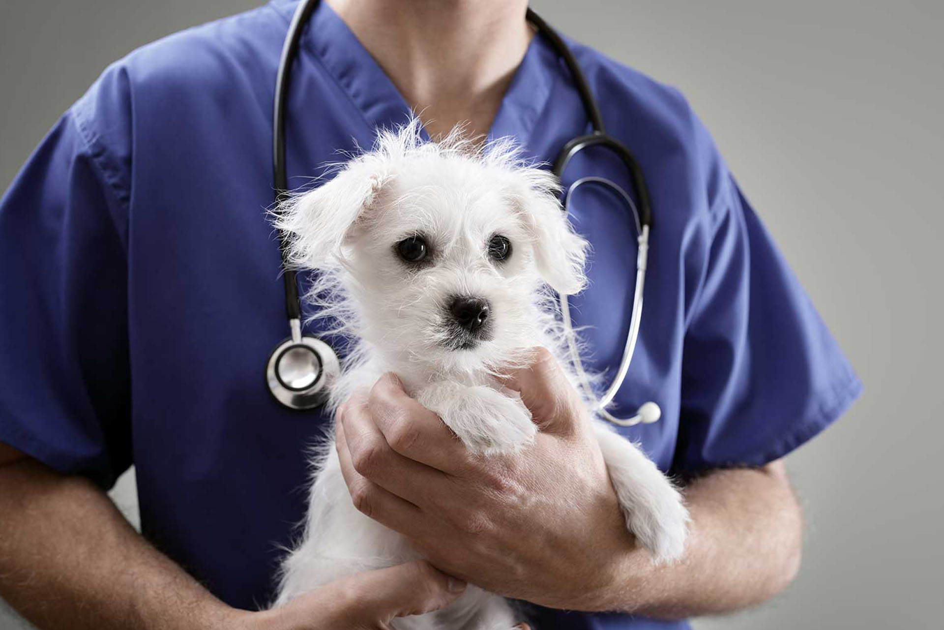 Ветеринарный врач это. Ветеринар. Собака Ветеринария. Ветеринар с собакой. Собака врач.
