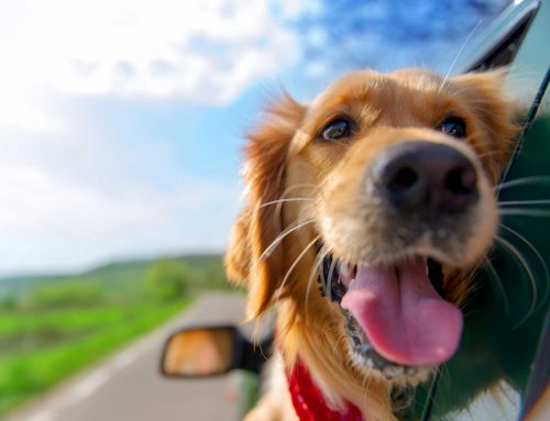 Travelling with your Pet